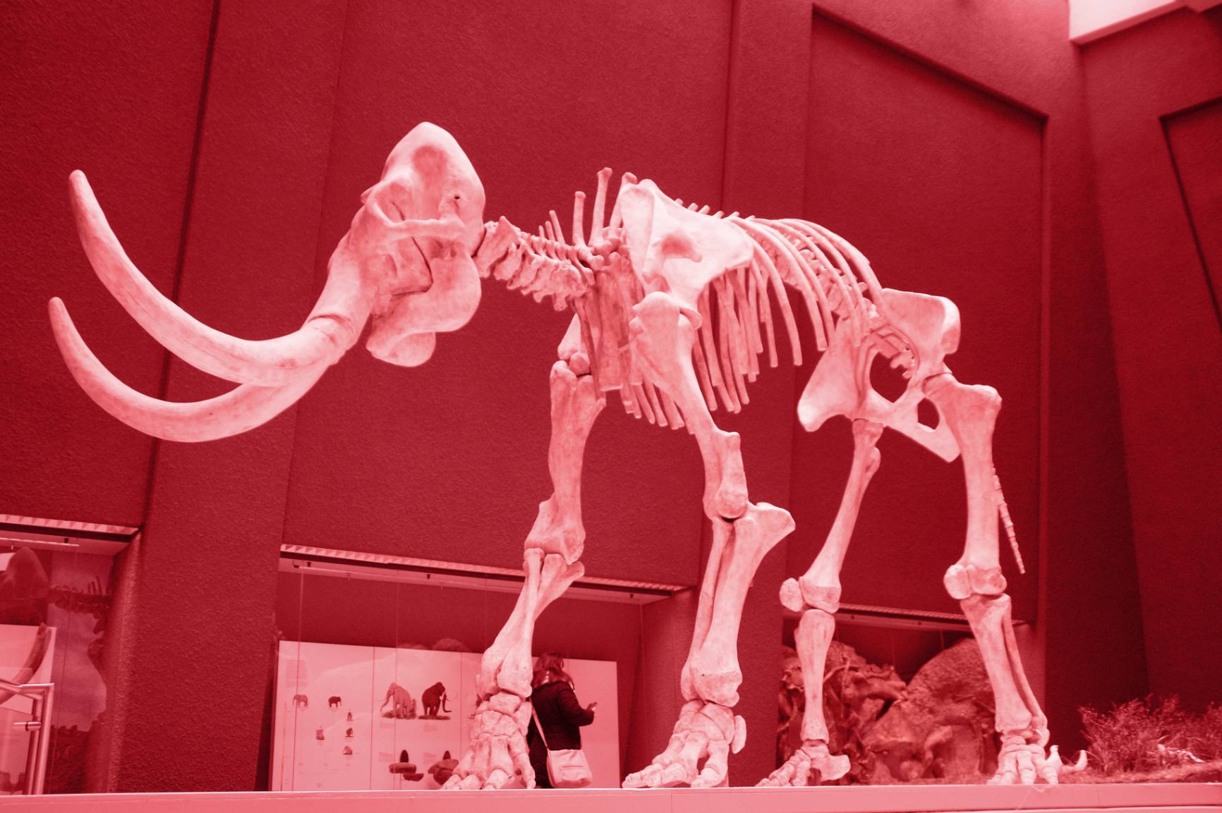 huge mammoth skeleton displayed inside a museum