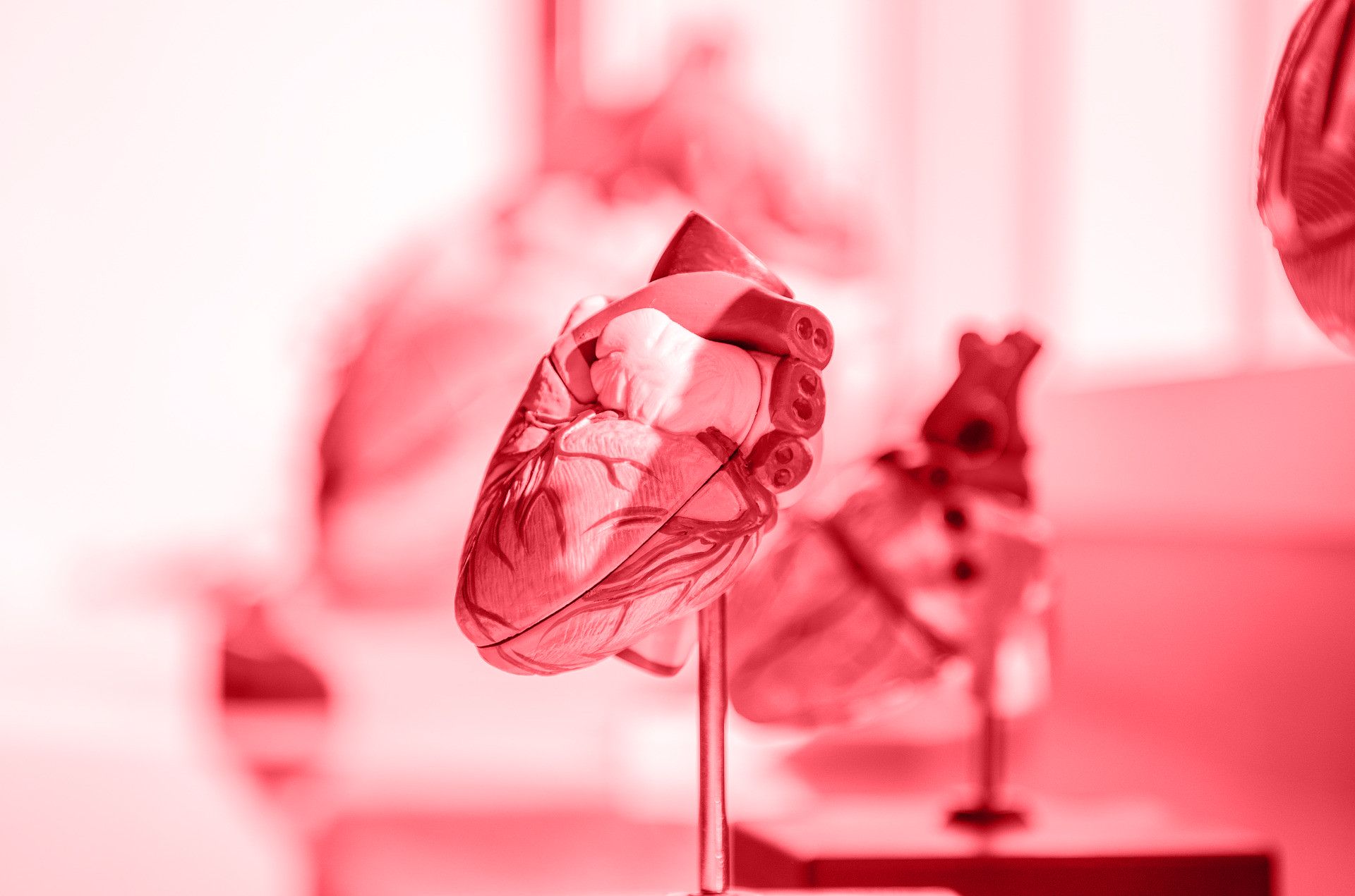 a colored model of a human heart displayed alongside other anatomical figures.